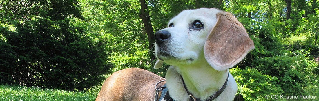 dog walker permits