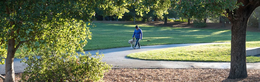 Man and dog strolling around a park.