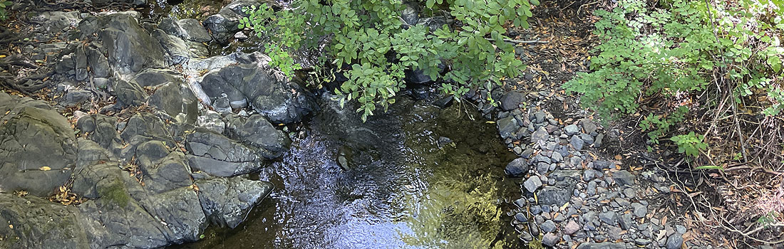 Looking down into a creek.