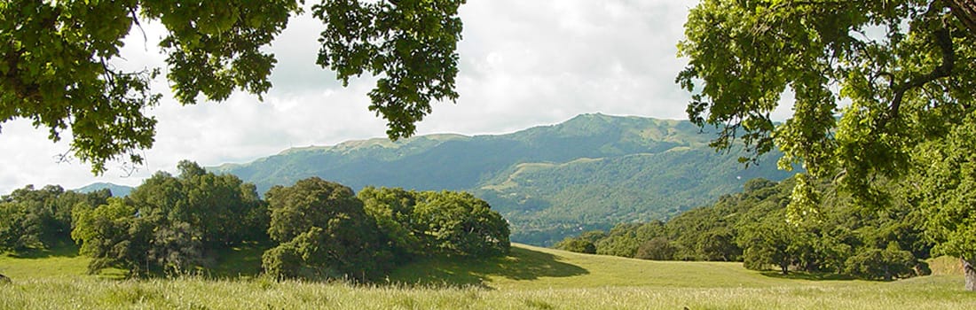 Oak woodlands of Mount Burdell