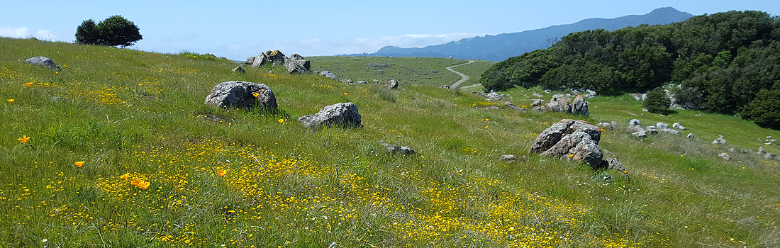 Rare wildflower grasslands of Ring Mountain Preserve