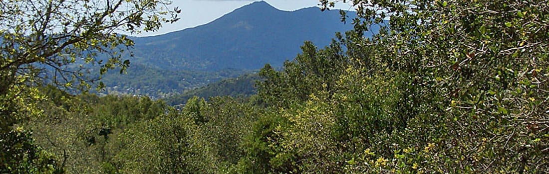 Forest of San Pedro Mountain