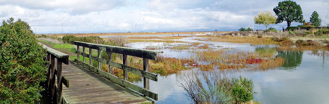Wooden walkway through Santa Venetia Marsh