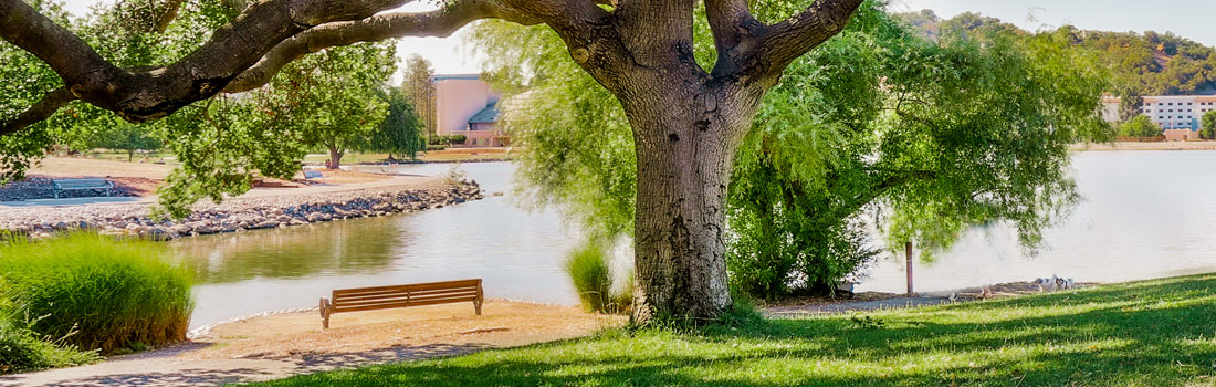 Lagoon Park bench under oak tree