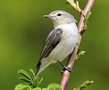 Warbling vireo. Photo credit: Creative Commons, Michael Janke