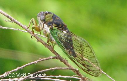 Cicada